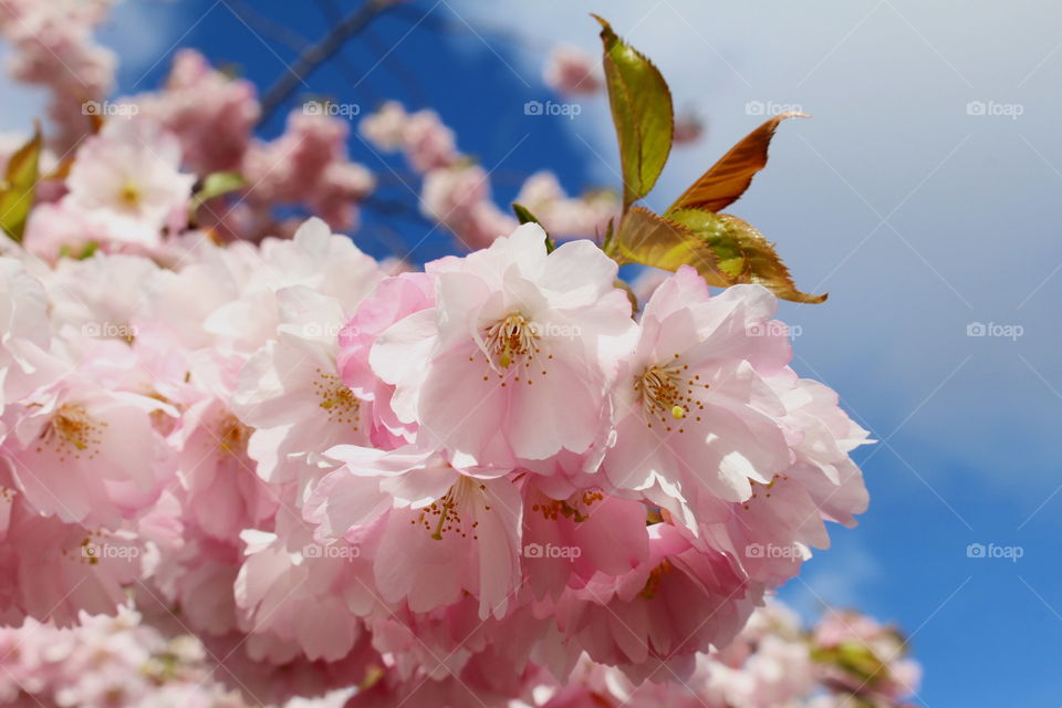 Cherry blossom, Sweden