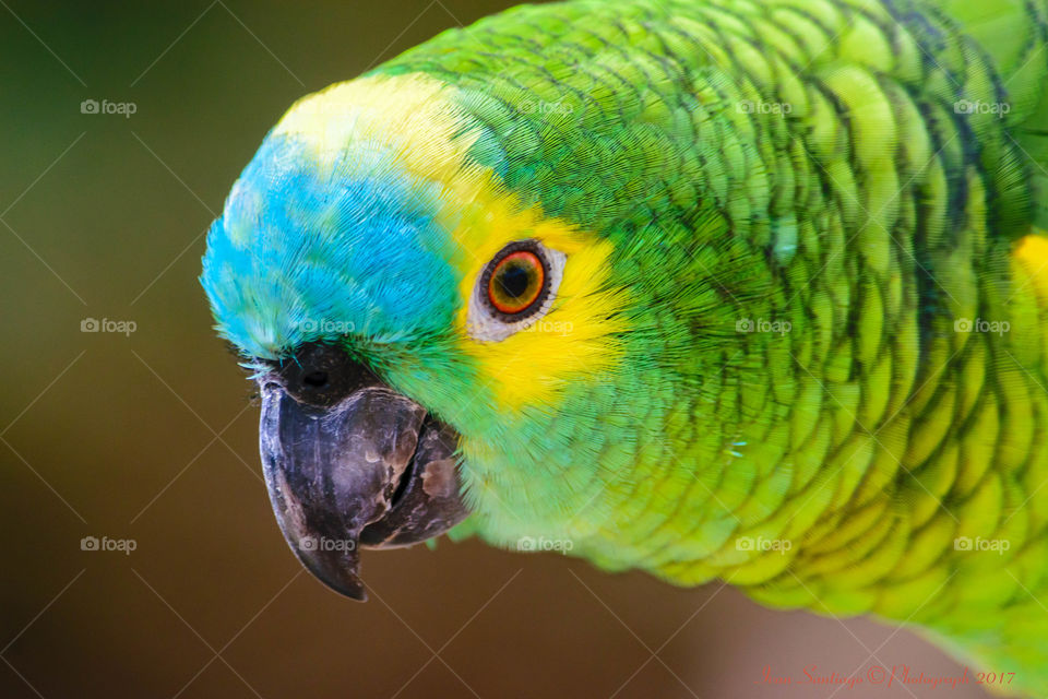 Close-up of Turquoise-fronted amazon
Bird