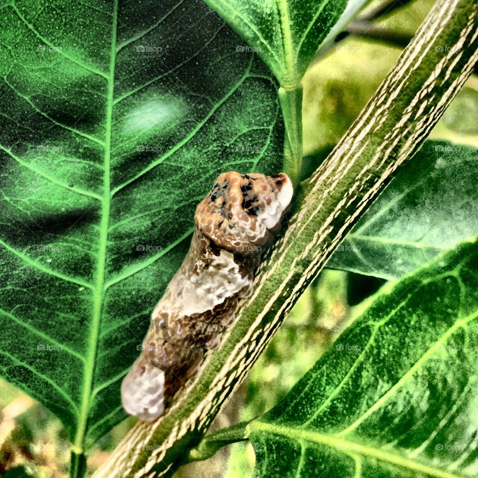 Giant Swallowtail Caterpillar. Caught on a satsuma tree branch
