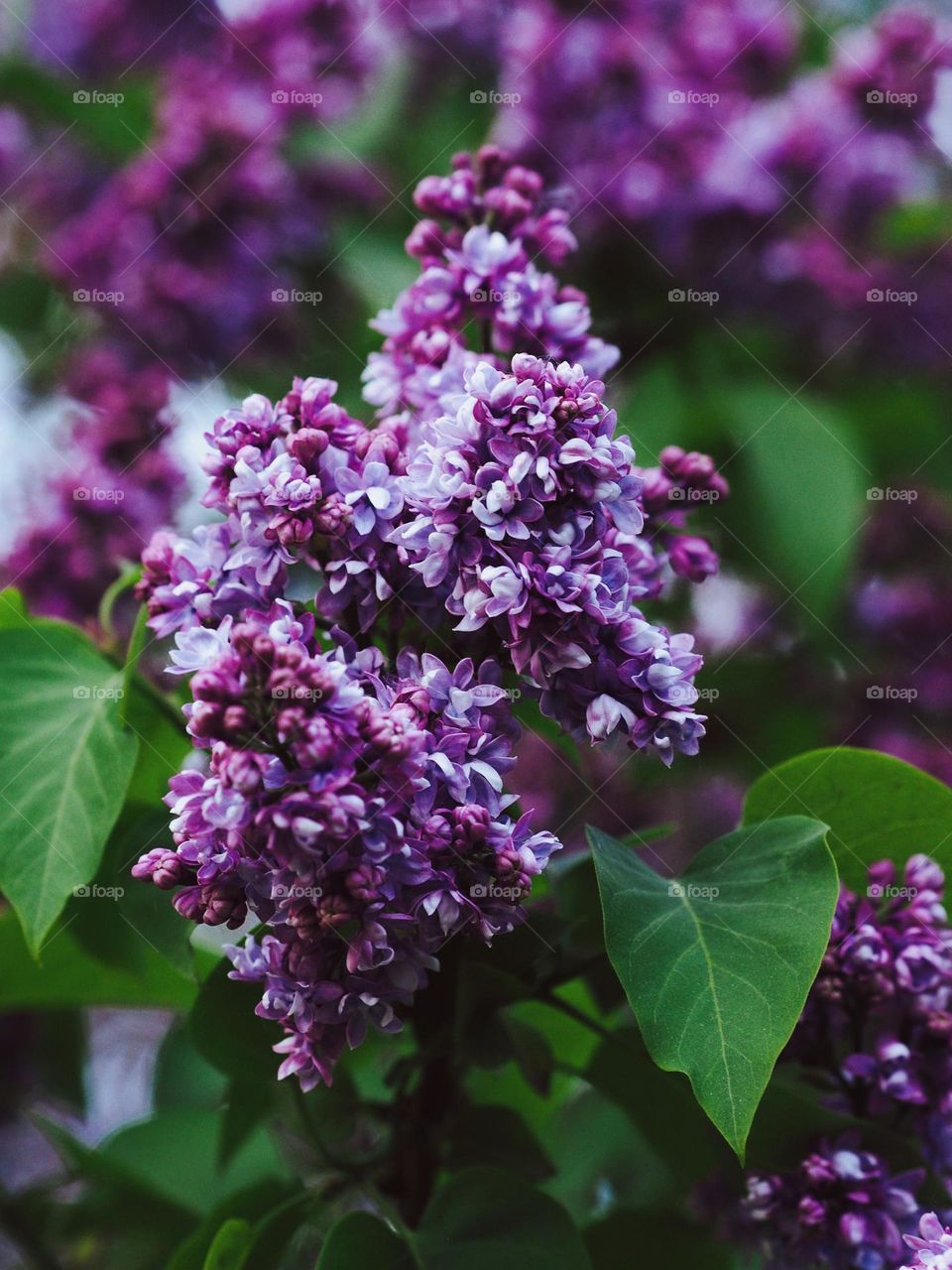 Bunch of beautiful blooming purple lilac 