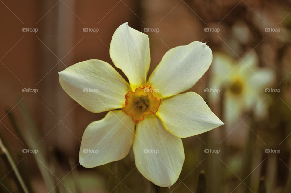 Beautiful white flower