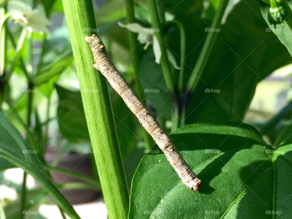 Stick caterpillar 