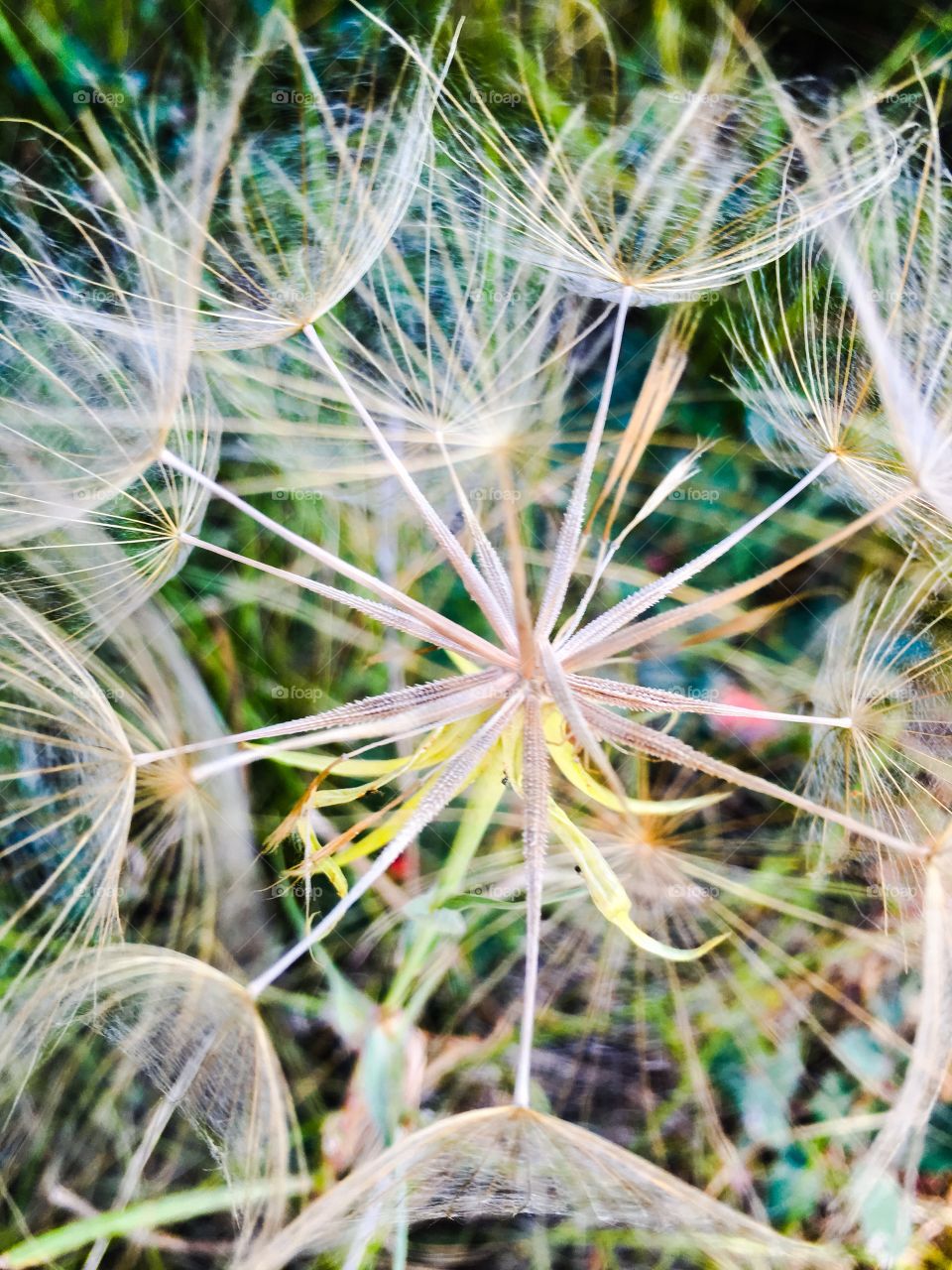 Close-up of dandelion