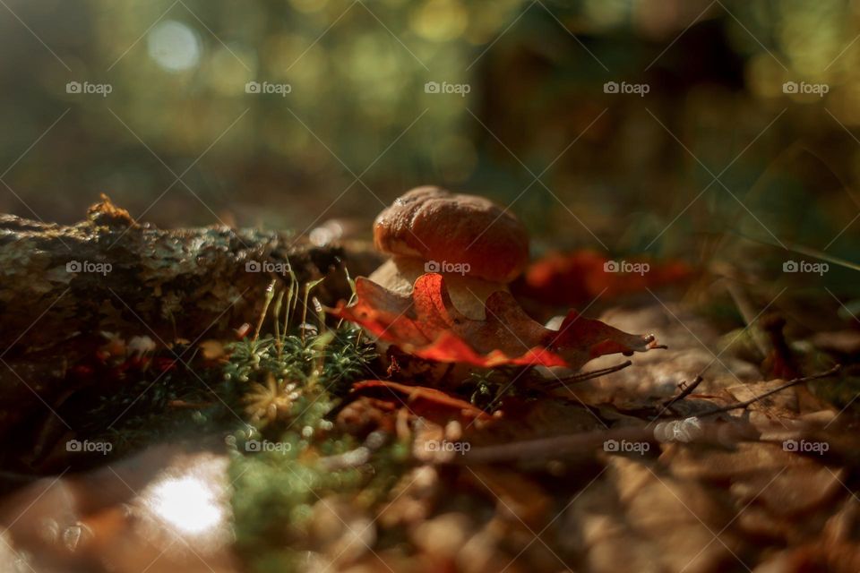 Mushrooms in a autumn sunny forest