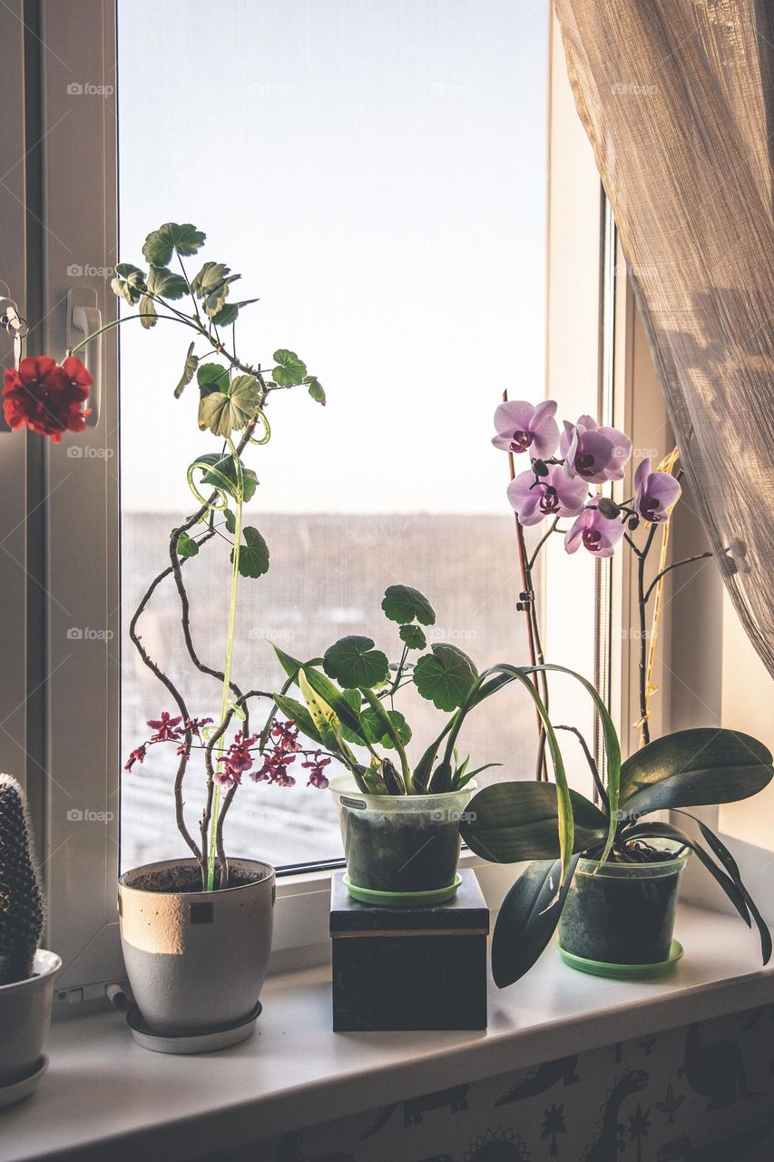 plants on the windowsill