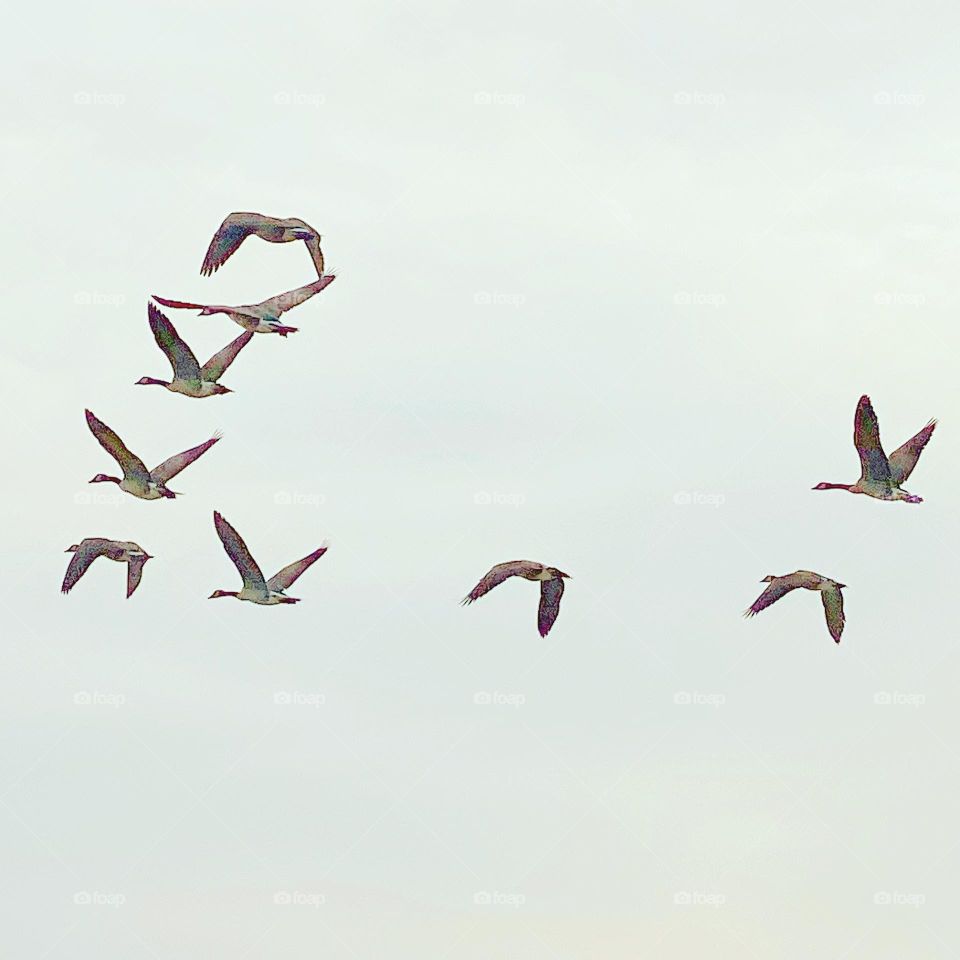 Flying south for the winter 