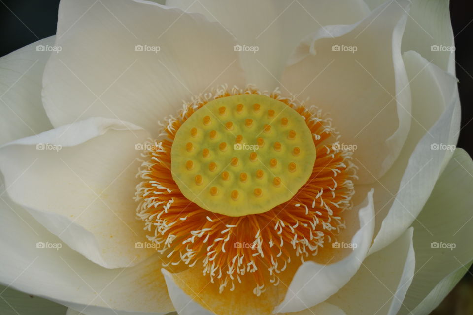 lotus pollen