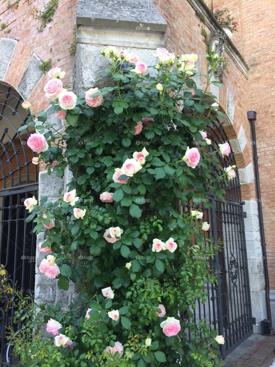 Roses castle