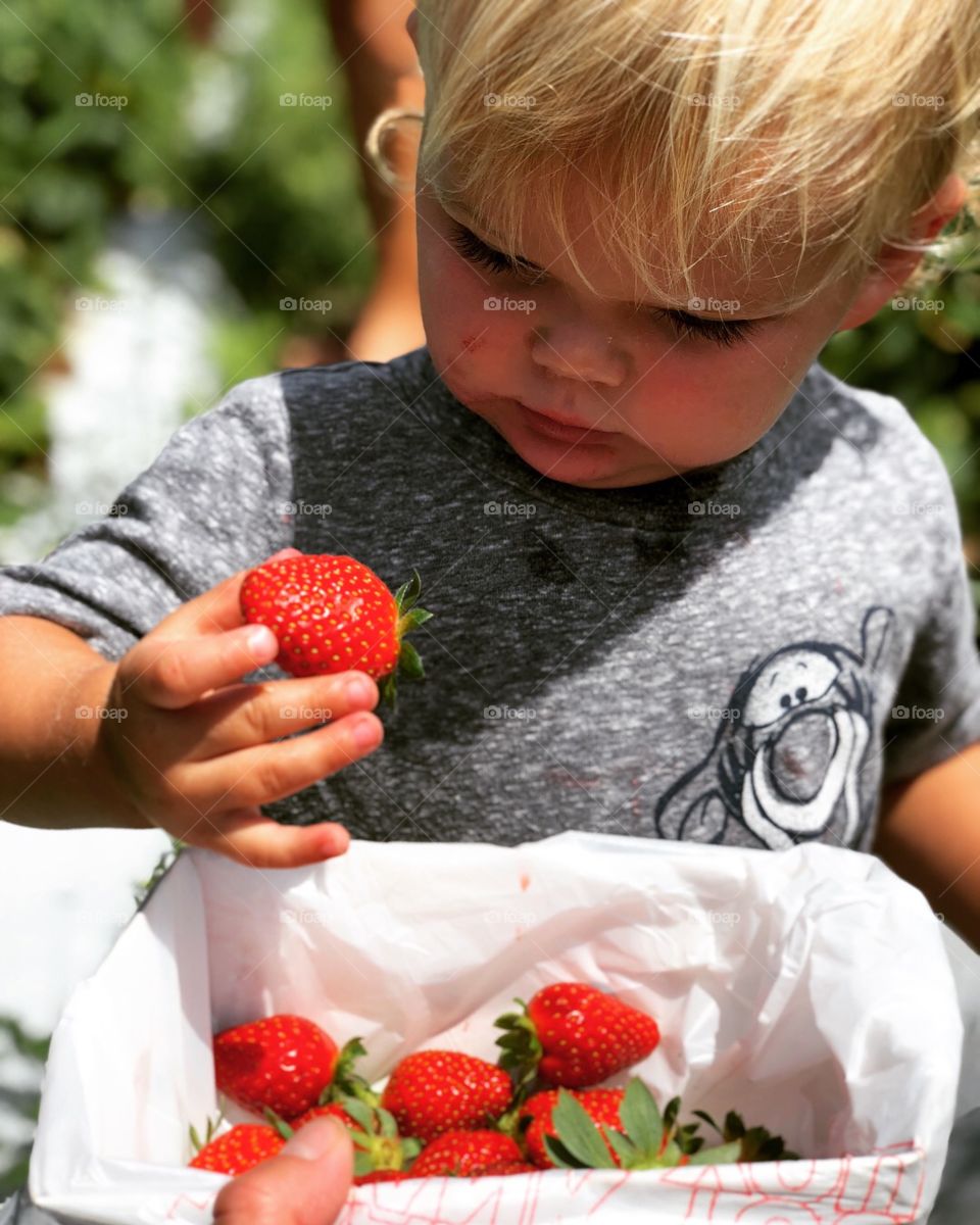 Picking strawberries in the sunshine 