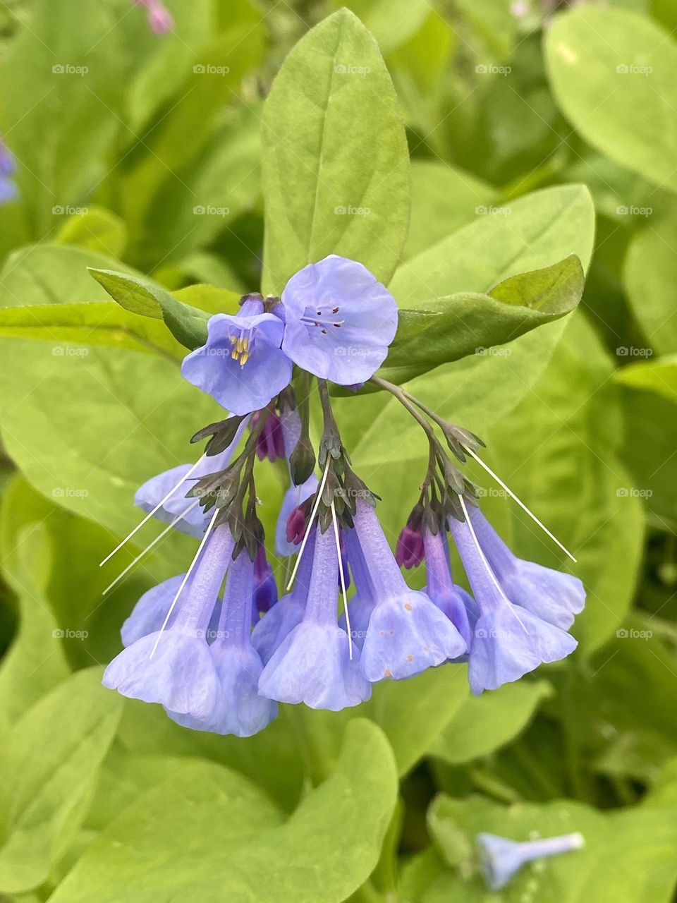 Pale purple flowers of Virginia bluebells