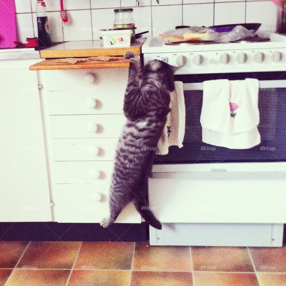 food cat katt hungry by starofusa