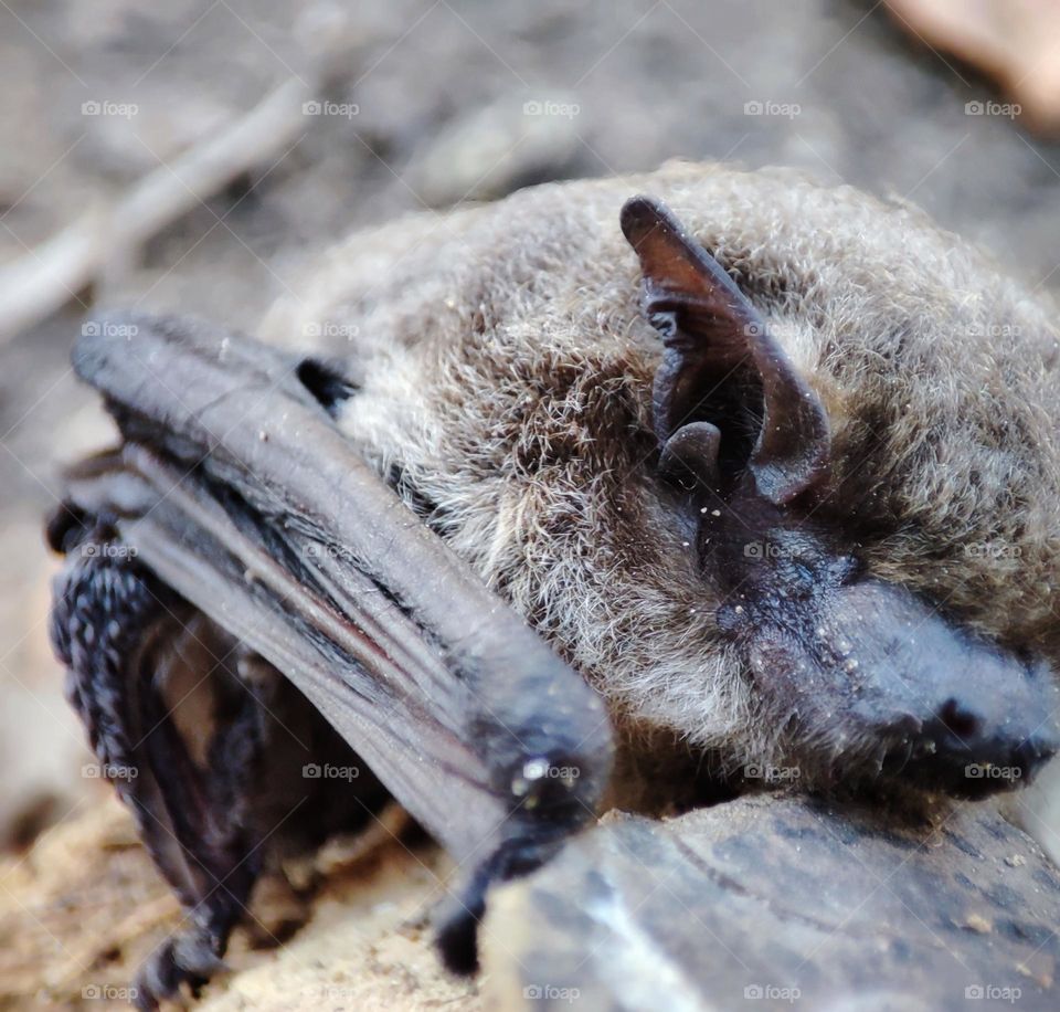 Nathusius's pipistrelle, Animal