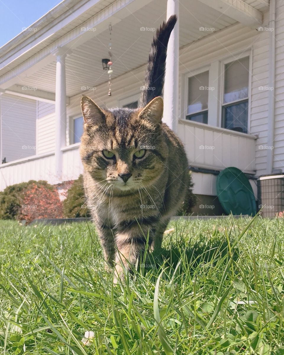 Outside cat