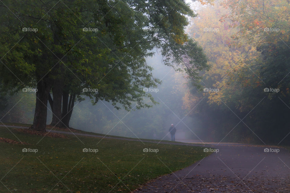 Morning fog in the park