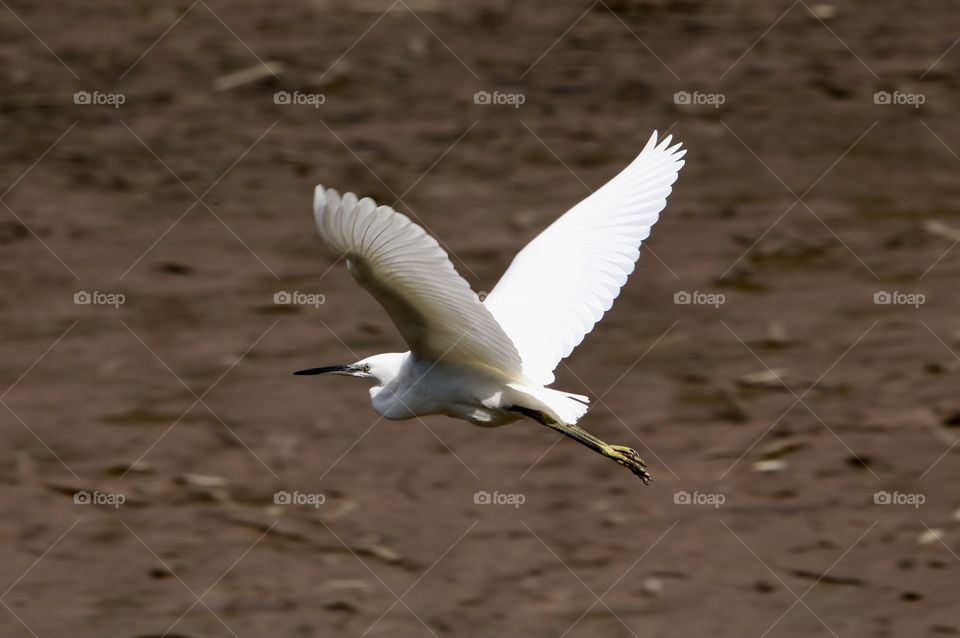Egret