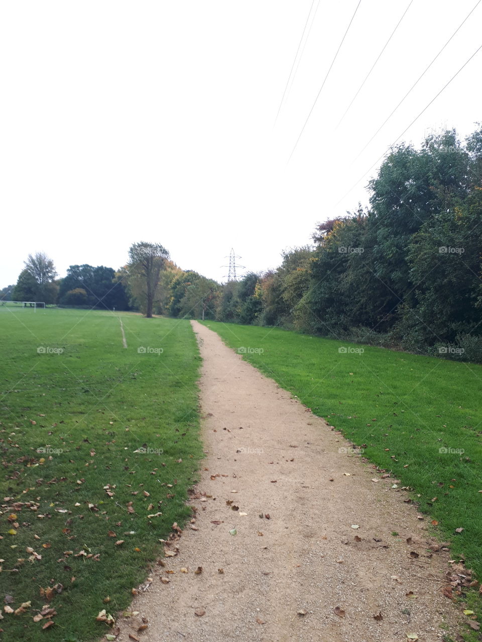 Landscape, Grass, Road, Tree, Guidance