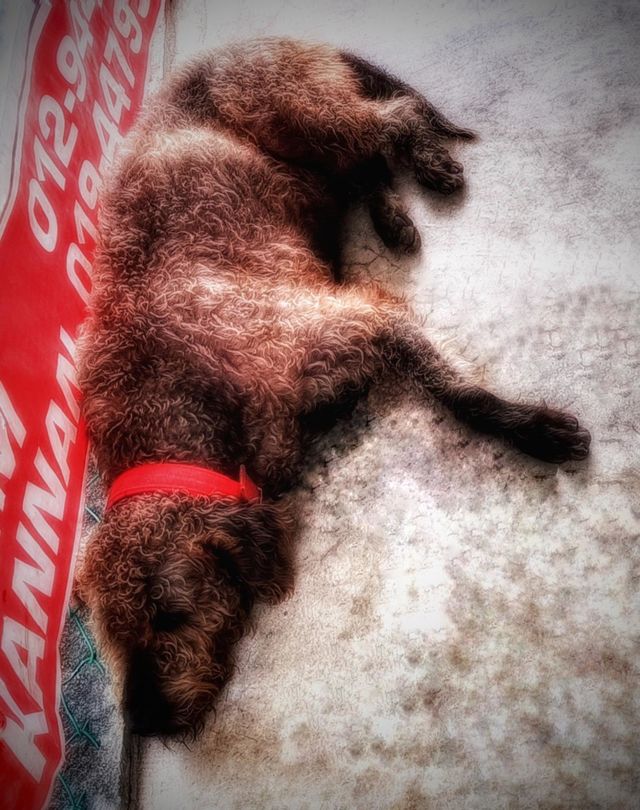 Pup nap!