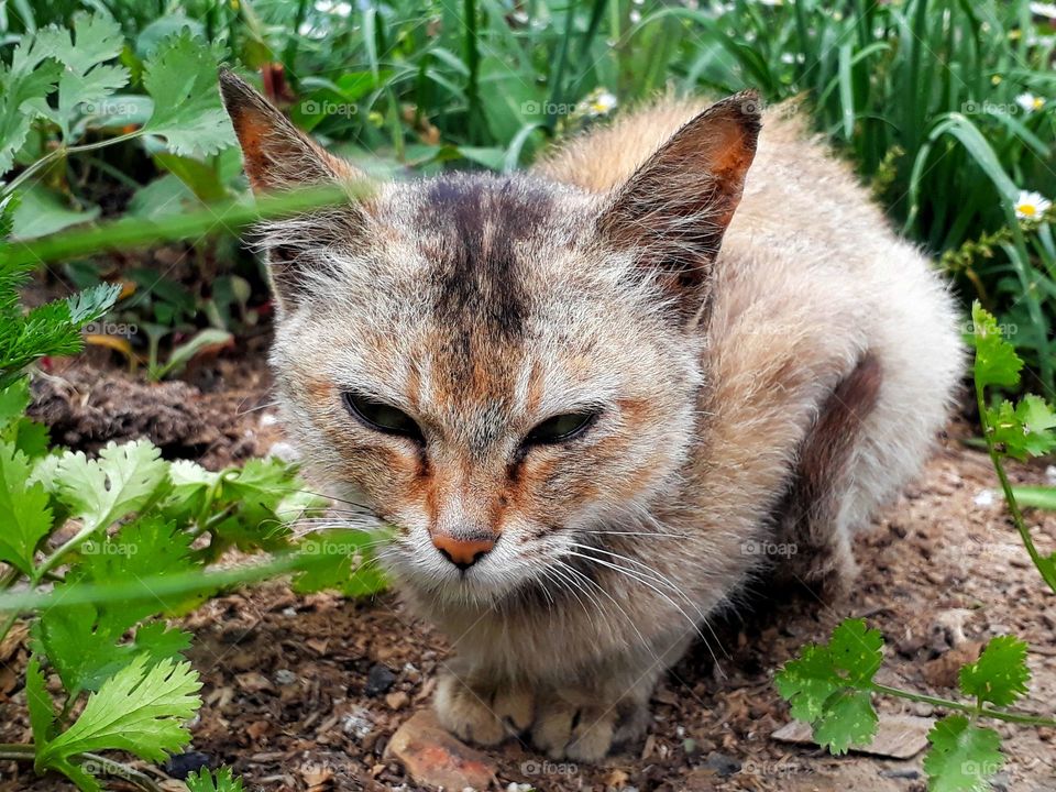 Cute little kitten in the kitchen garden