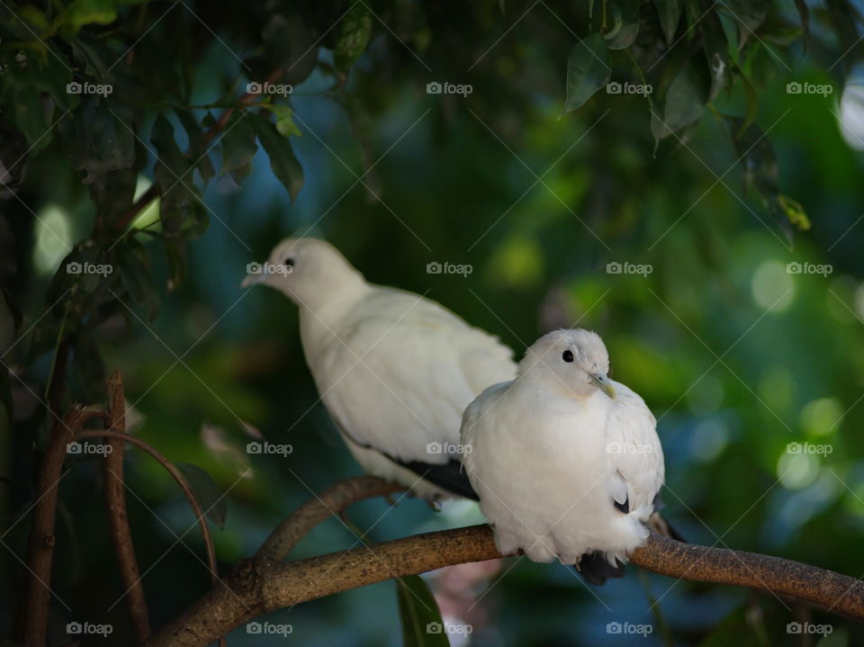 Doves sitting in the shade of the trees