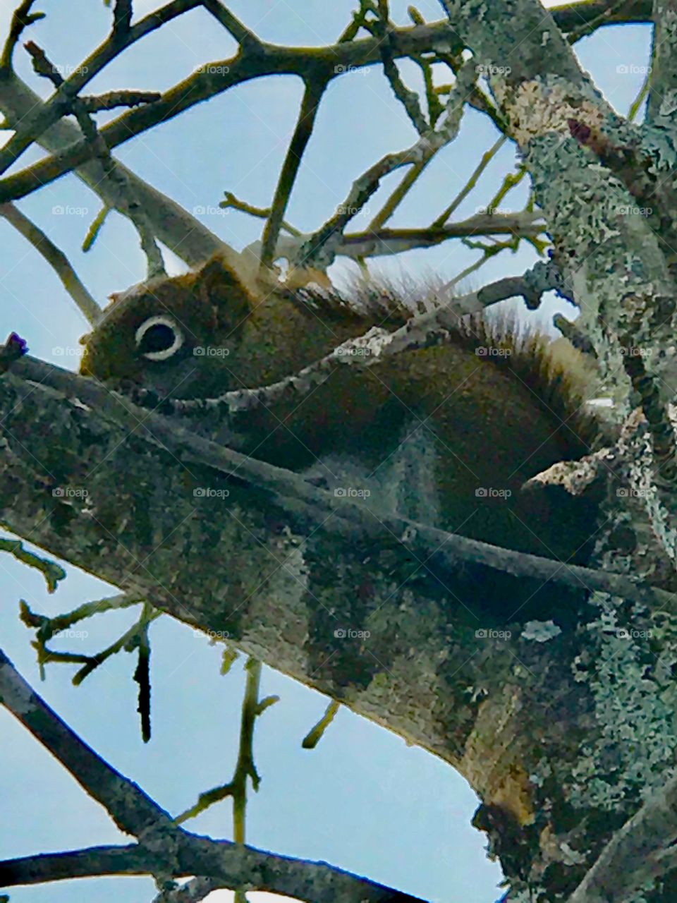 Warming up the paws on a branch