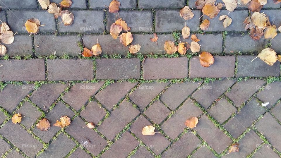 leaves automn. autom, fall leaves