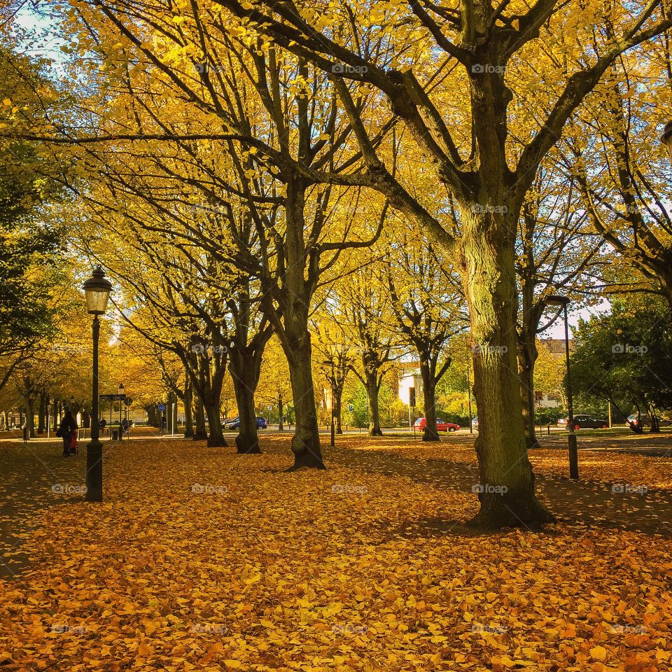 Fall, Tree, Leaf, Park, Season