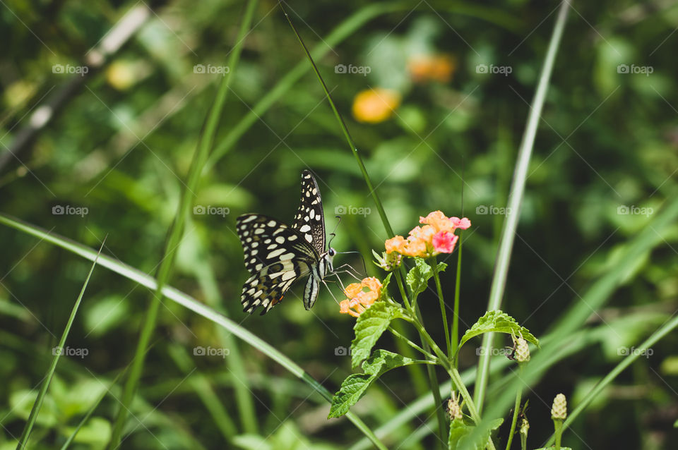 Beautiful butterfly sucking nectar from flower.