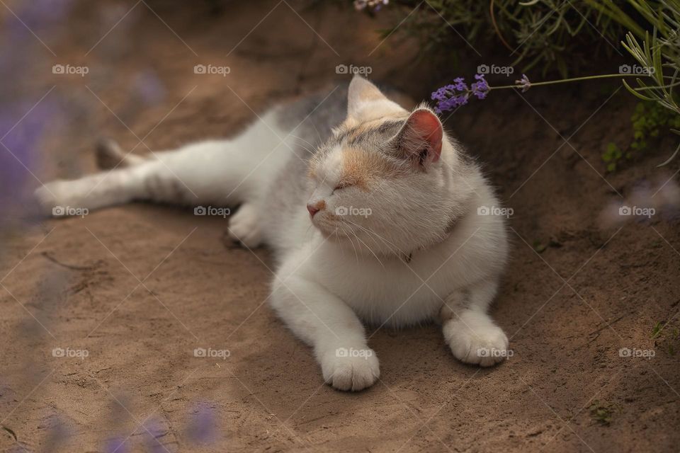 cat meditation on a lavender field, between the rows

￼

￼