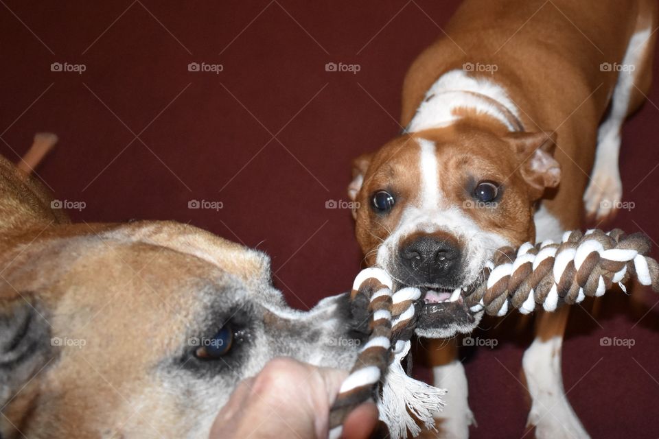 Tug of War