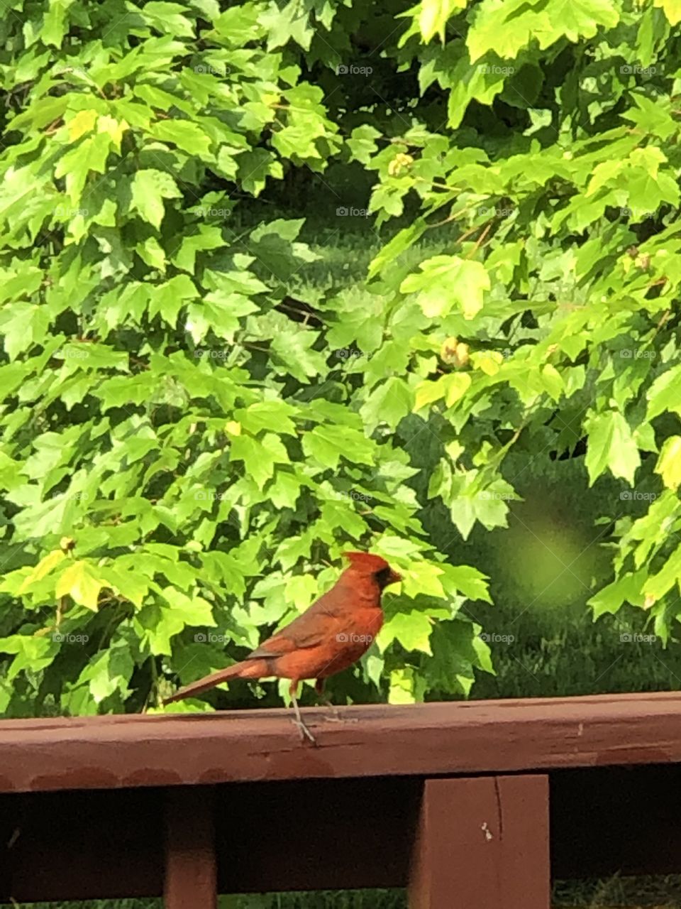 A beautiful cardinal bird walking on the railing of a barn-red porch with aesthetic green leaves in the background. 