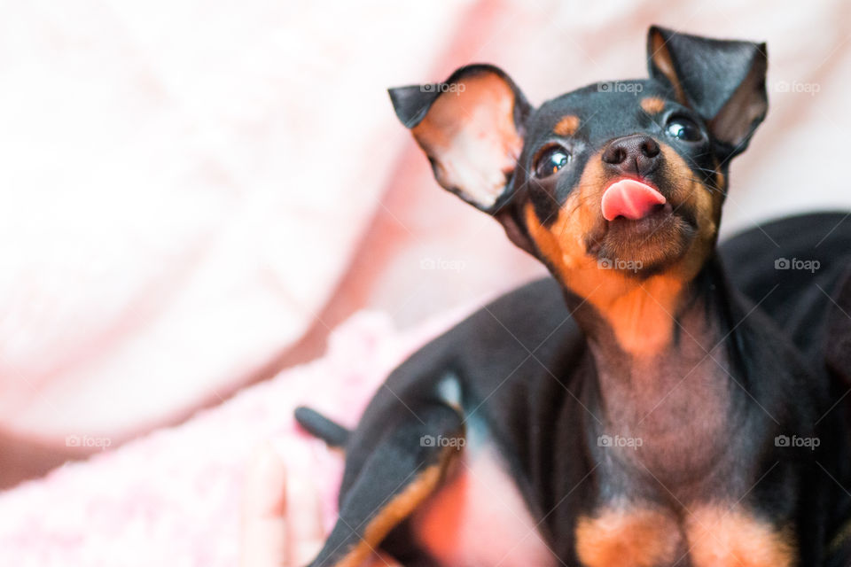 Black Miniature pinscher looking up &  stick out one's tongue.