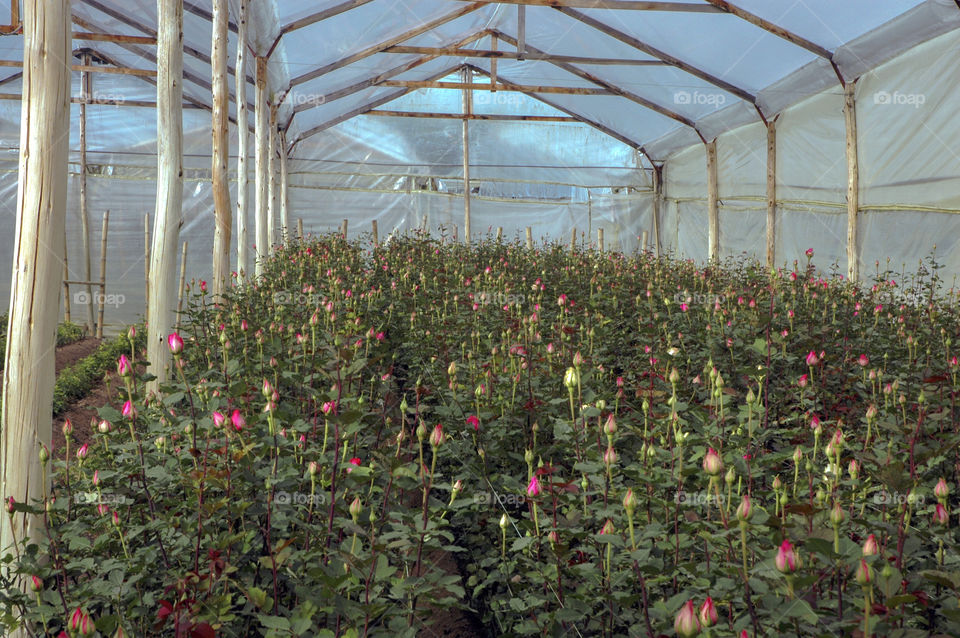 flower growing Rosas Colombianas