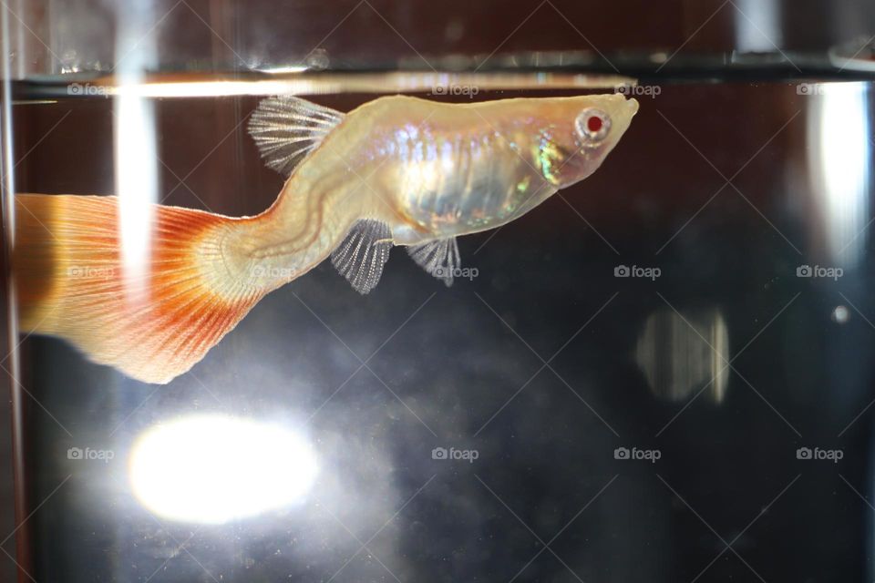 Guppy fish