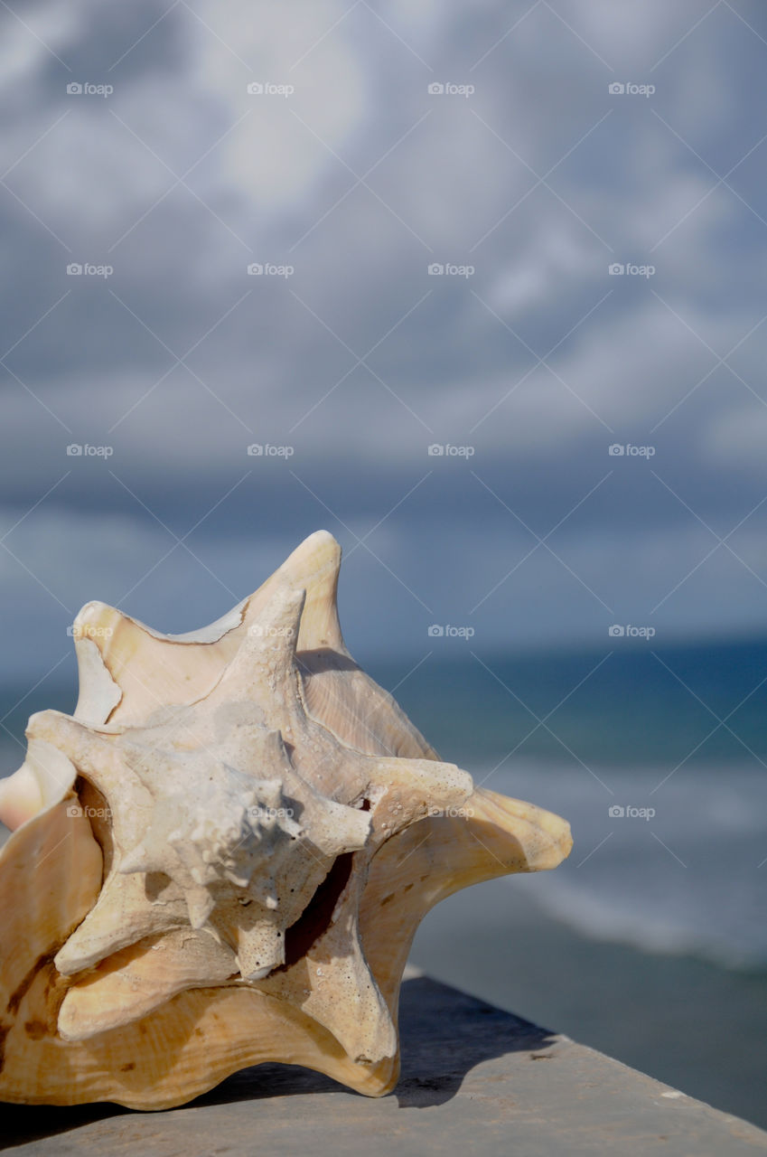 Conch