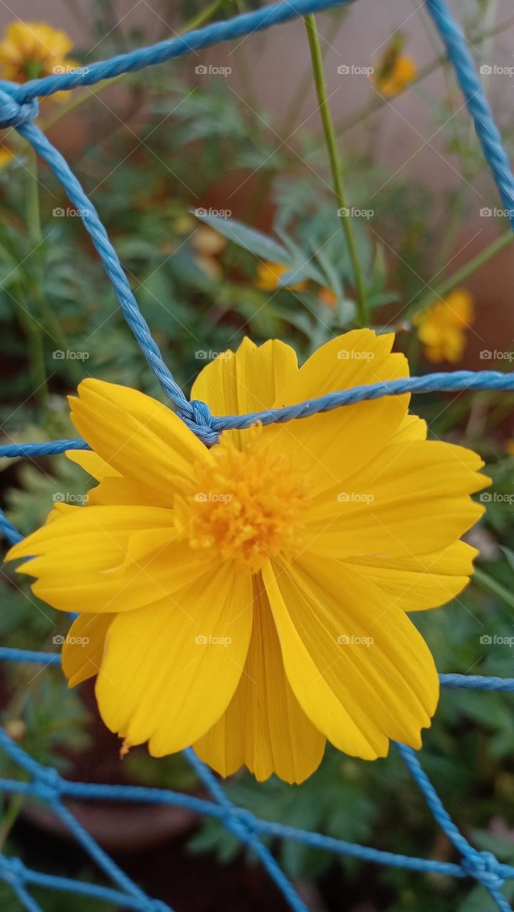 beautiful yellow golden flower