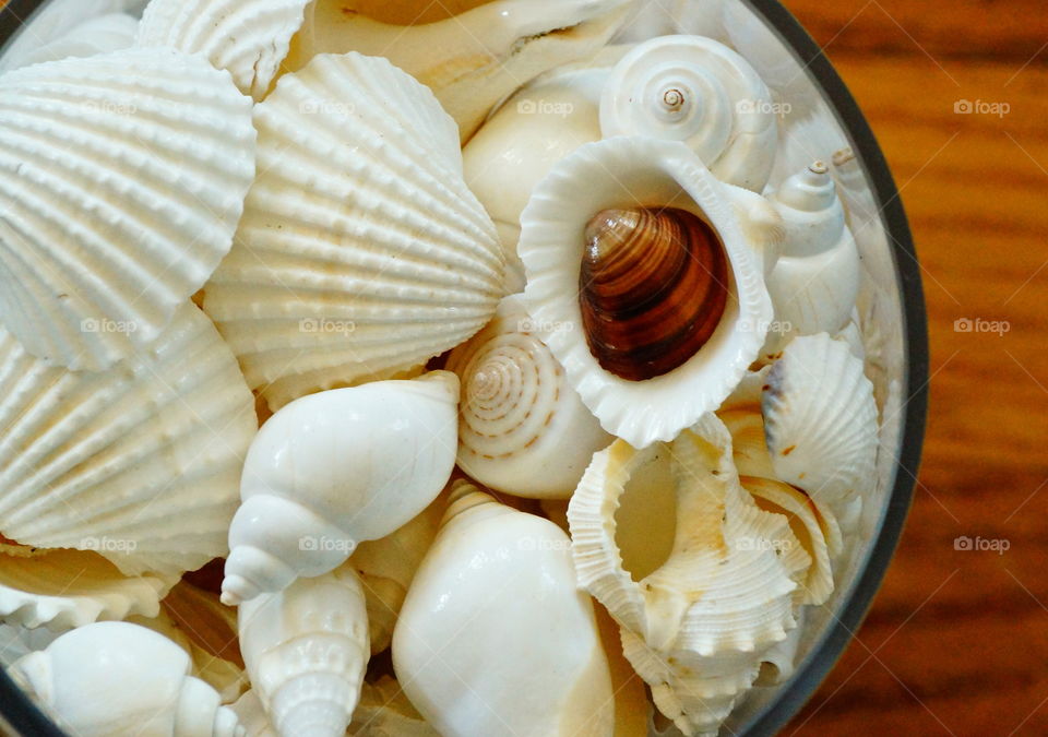 Seashells in bowl