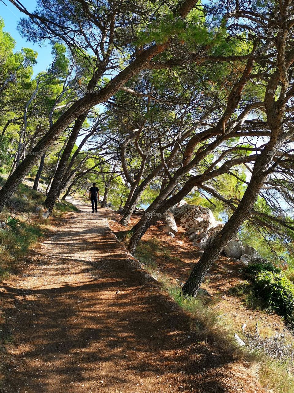 Amazing forest in Croatia. Sunny day. Nature. Walk in the forest, by the sea.