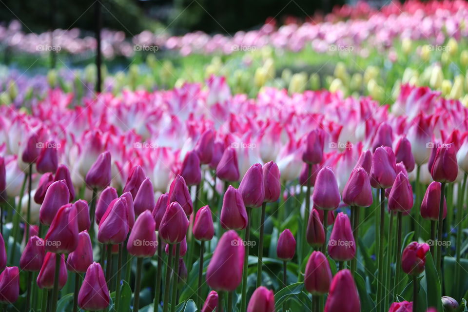 Tulips blooming in springtime 