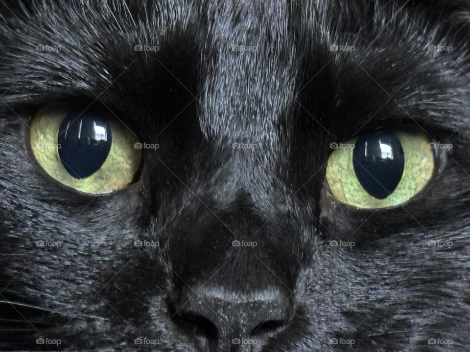 Eyes of black cat