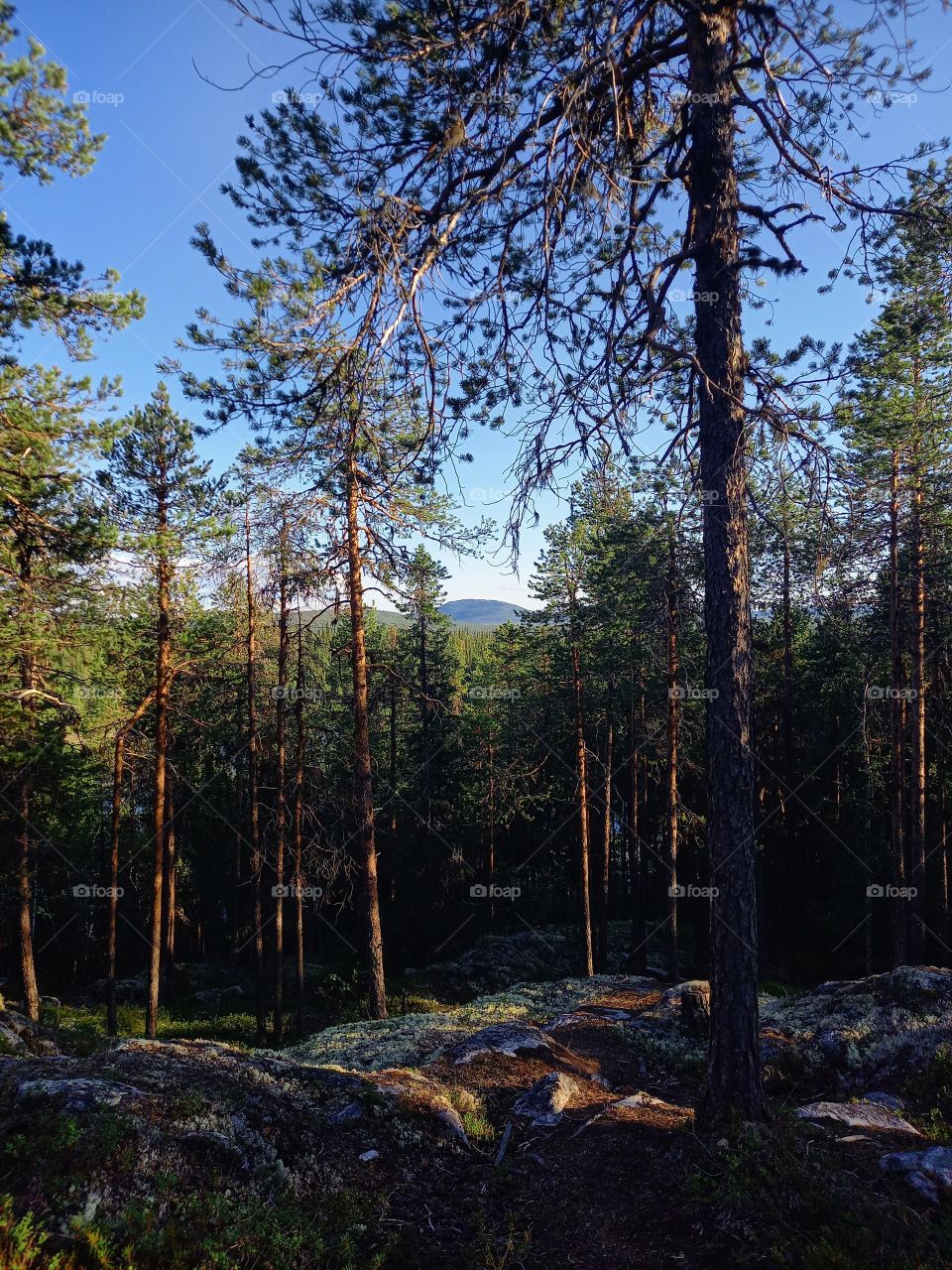 Pine forest in the Khibiny foothills, Murmansk region, Russia. Khibiny mountain range