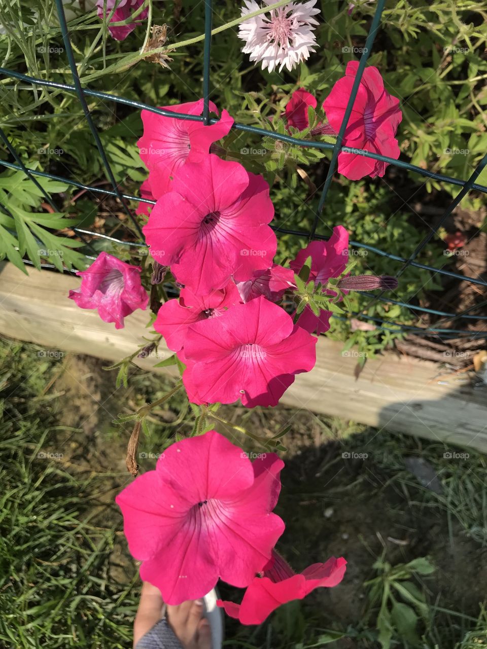 Pink petunias!