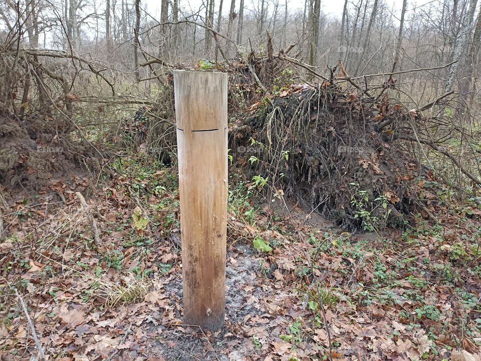 Feeding trough for moose in the forest