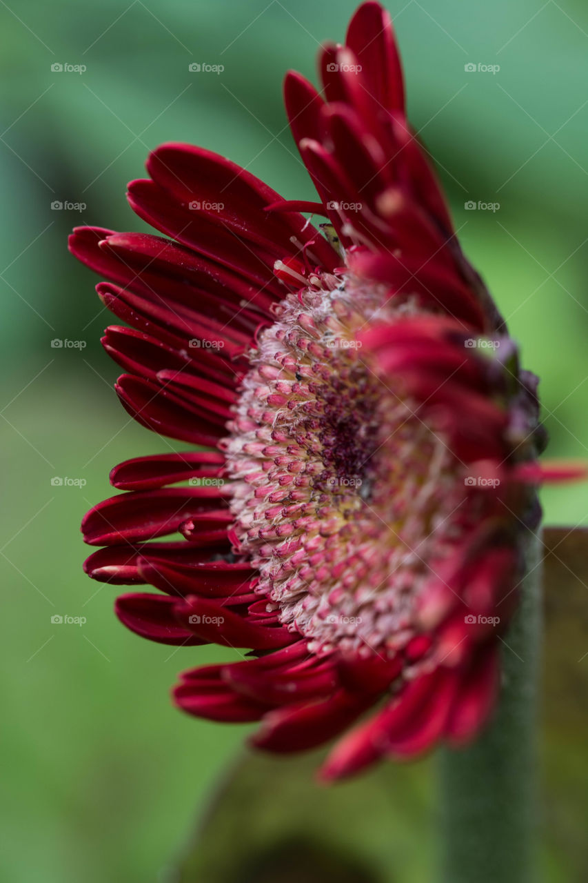 red flower