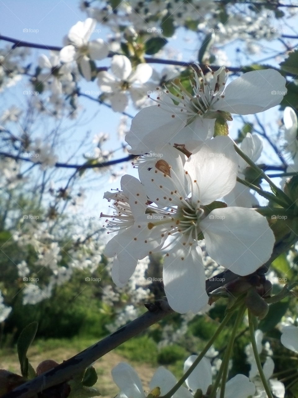 cherry blossoms