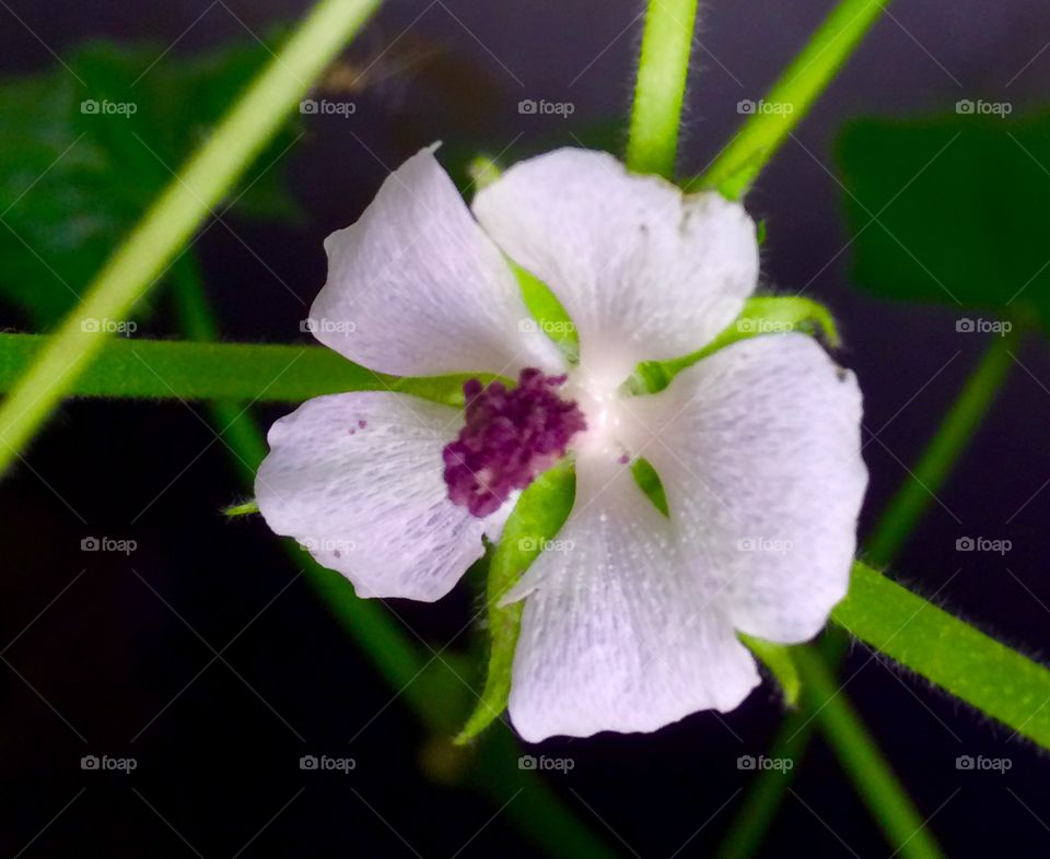 Aquaponics Flower