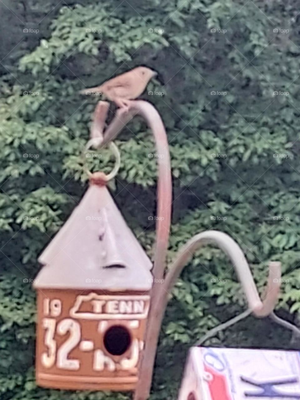 Wren singing on shepherds hook above bird house