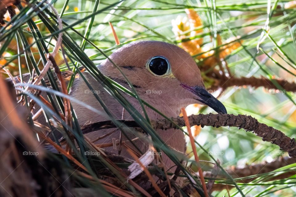 Typically, mama doves take the night shift sitting in the eggs, and that daddy takes the day shift. 