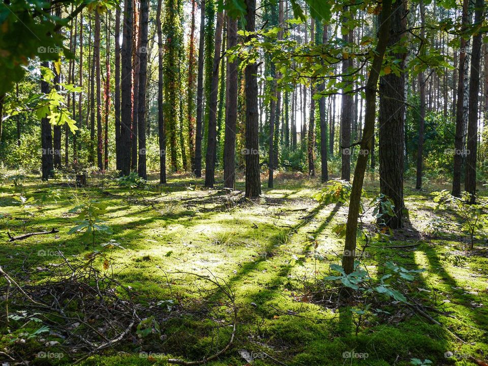 View of trees in forest