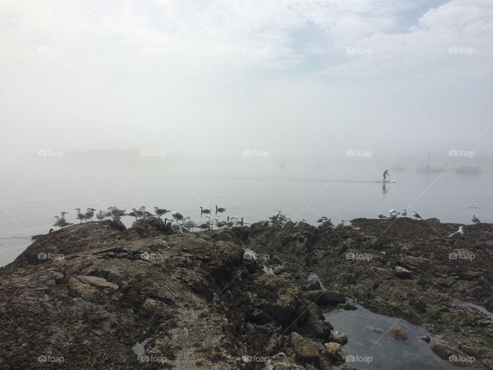 Foggy ocean. Seagulls stuck on the rock waiting for fog to clear up