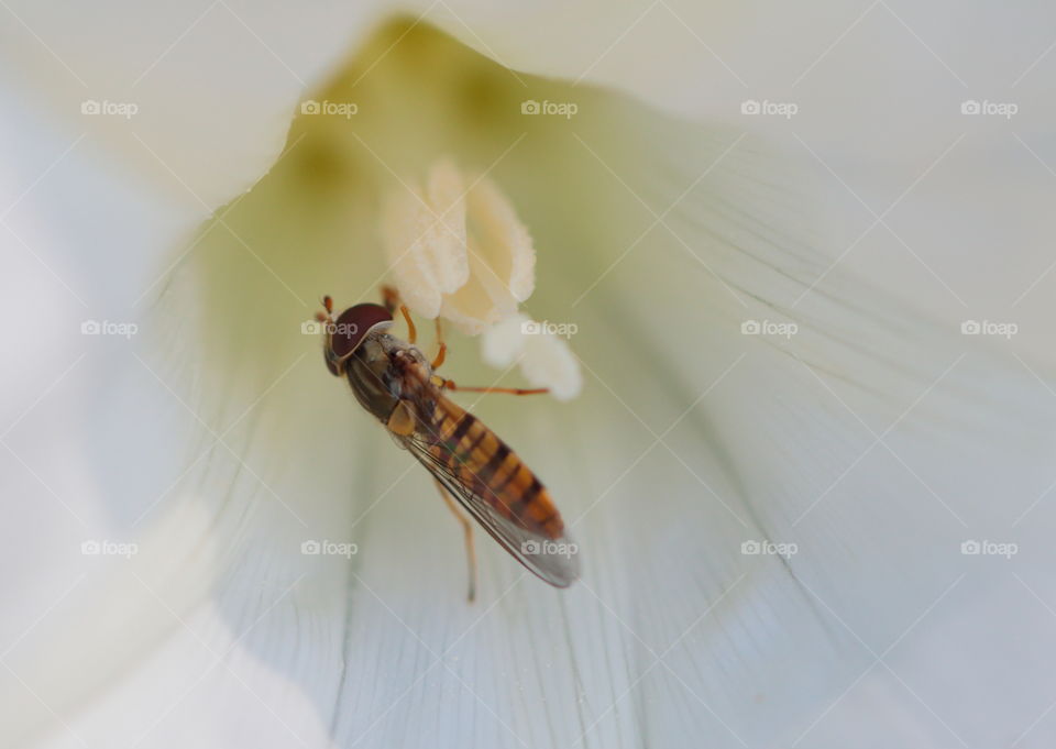 Insect On Flower